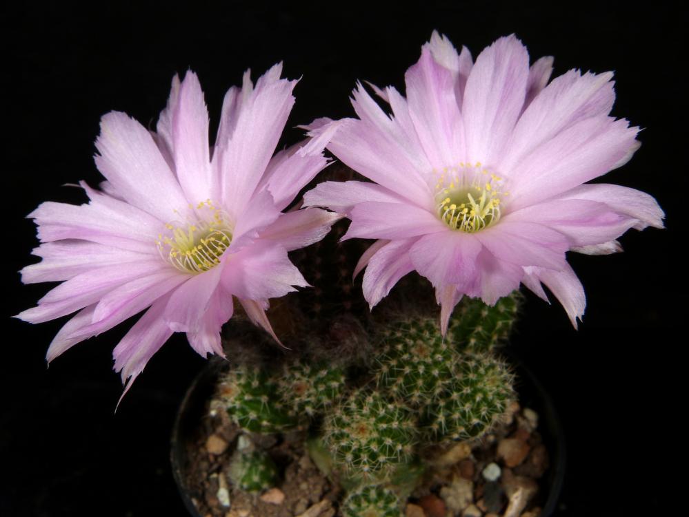 Chamaecereus